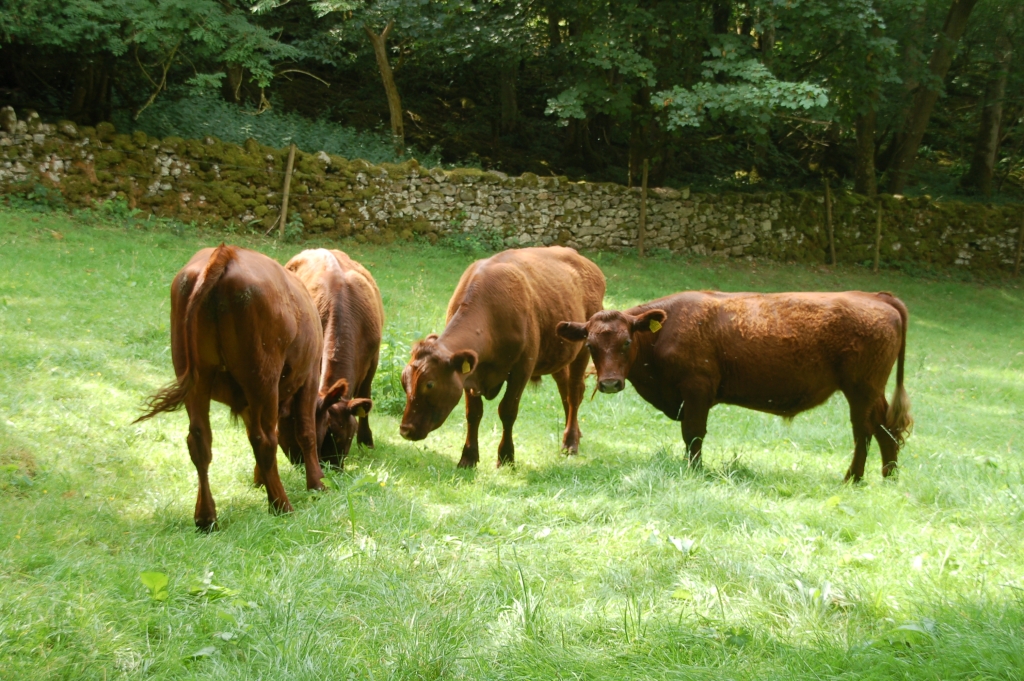 Weanlings grazing in a field belonging to the Graysons at Challan