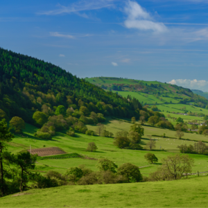 Grassland management