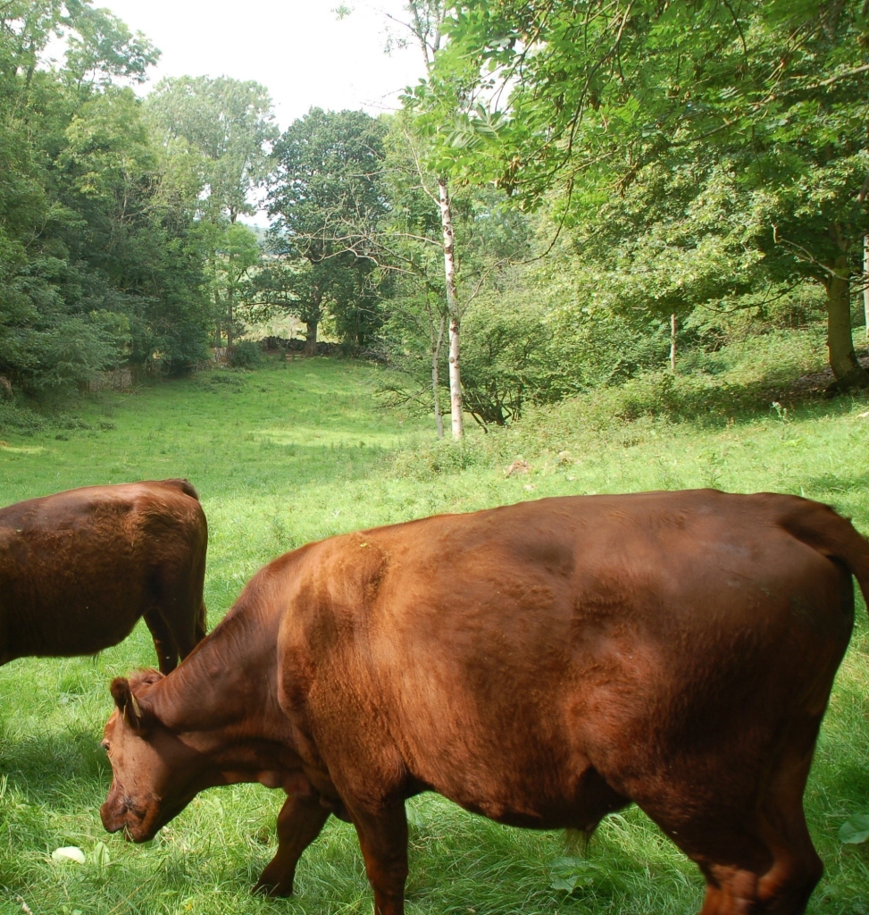 Red Poll grazing
