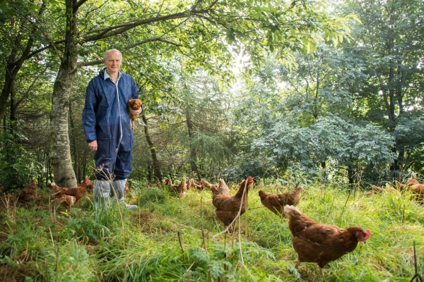 David Brass and his free range hens in their woodland range. Photo credit: Phil Formby, Woodland Trust Media Library. All Rights Reserved