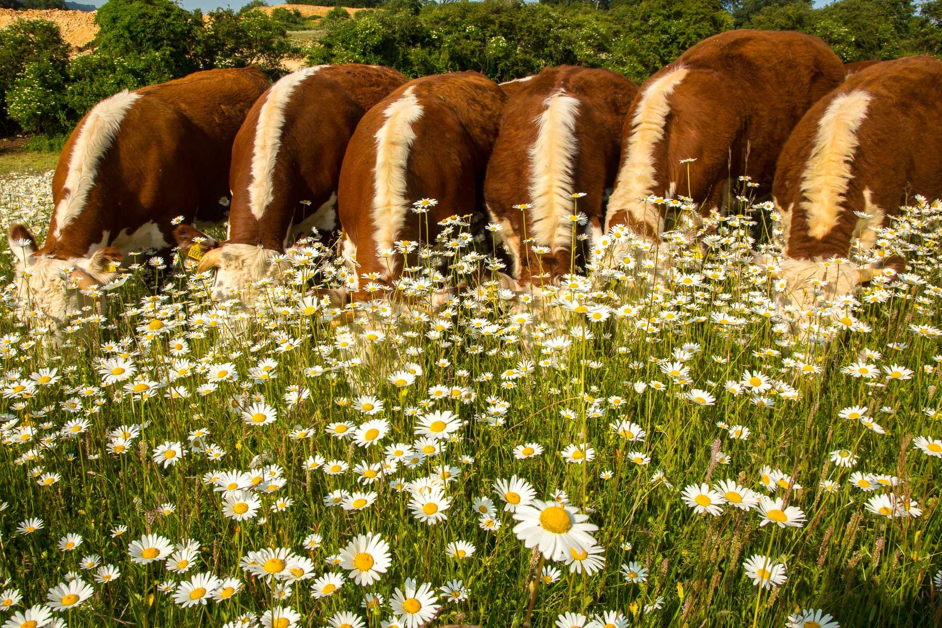 Pfla Biodiversity Case Studies Agricology