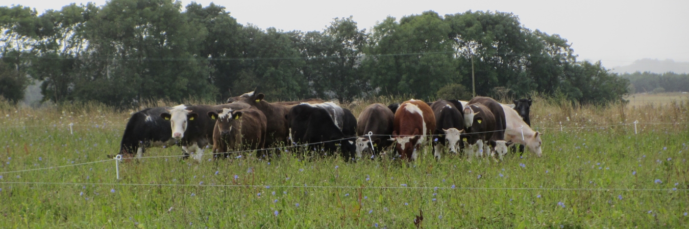 Cattle mob grazing herb rich leys
