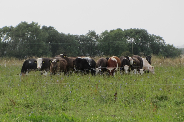 Cattle mob grazing herb rich leys
