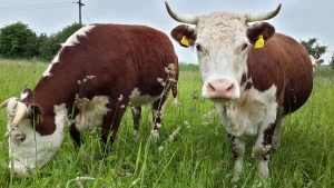 Cattle grazing herb rich ley