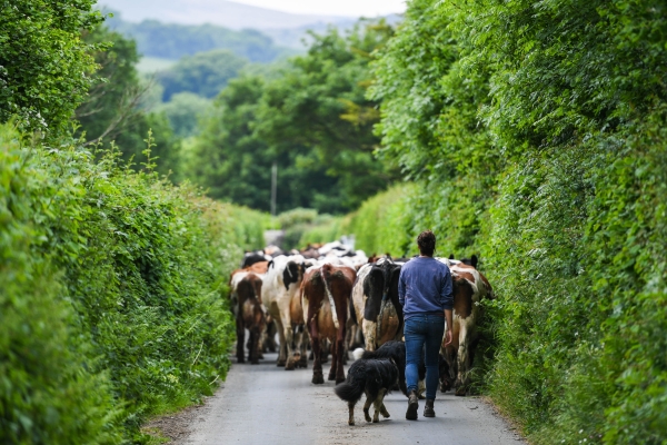 Farmer herds cows down country lane
