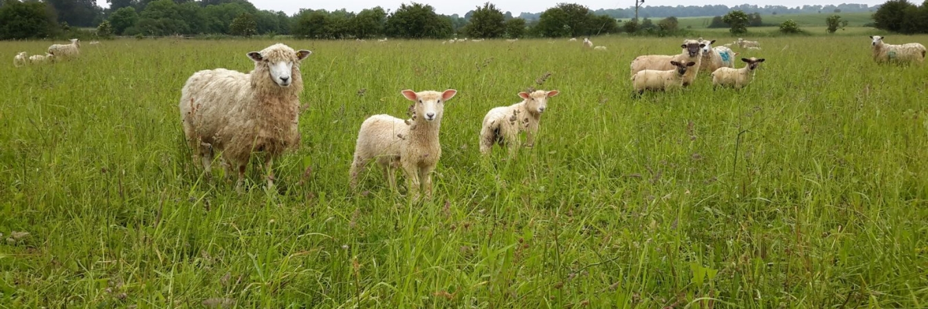 Sheep-Grazing-Herb-Rich-Ley-1