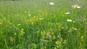 Species rich meadow restoration