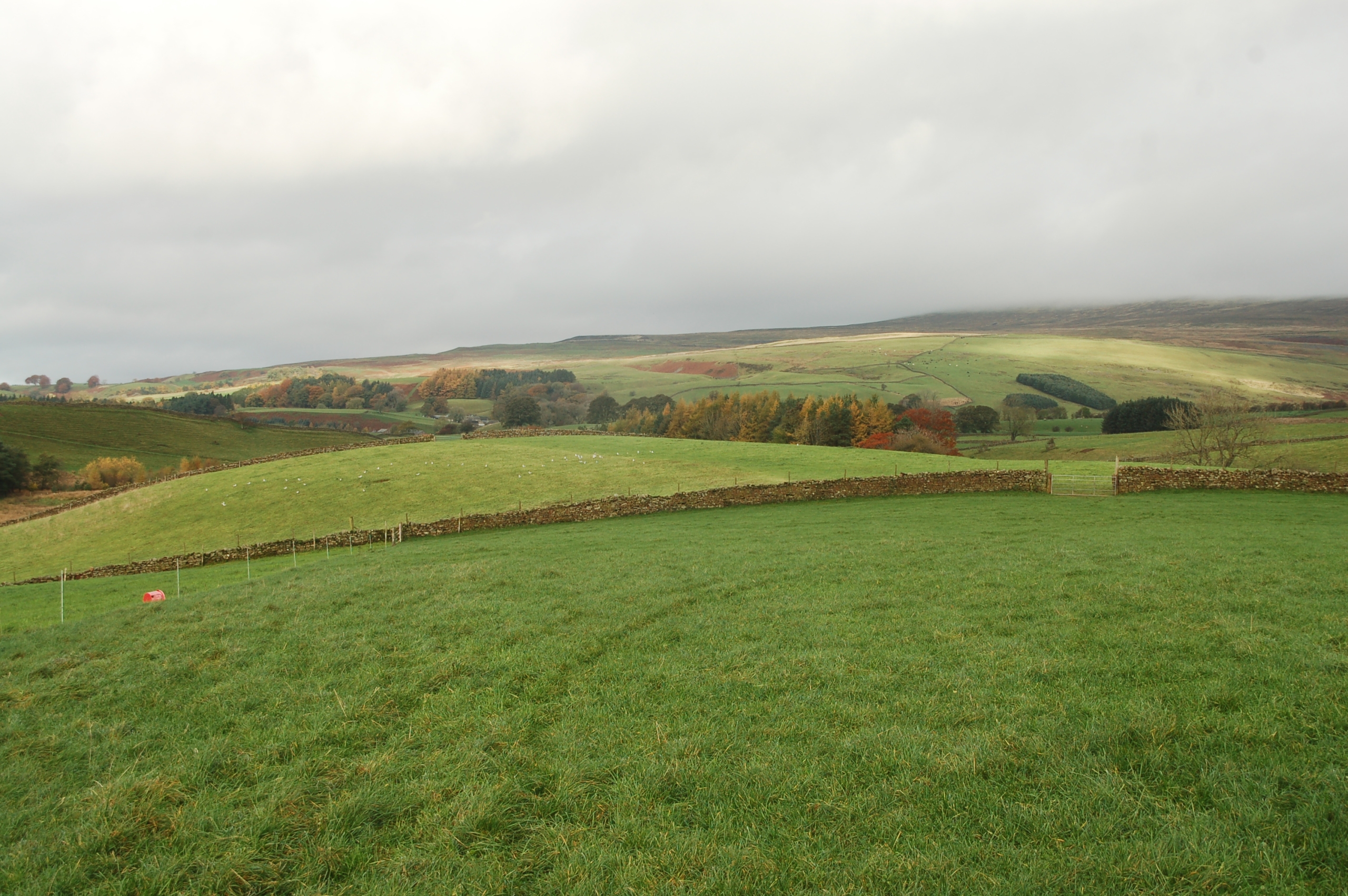 Image shows some of the more mature forestry on the farm