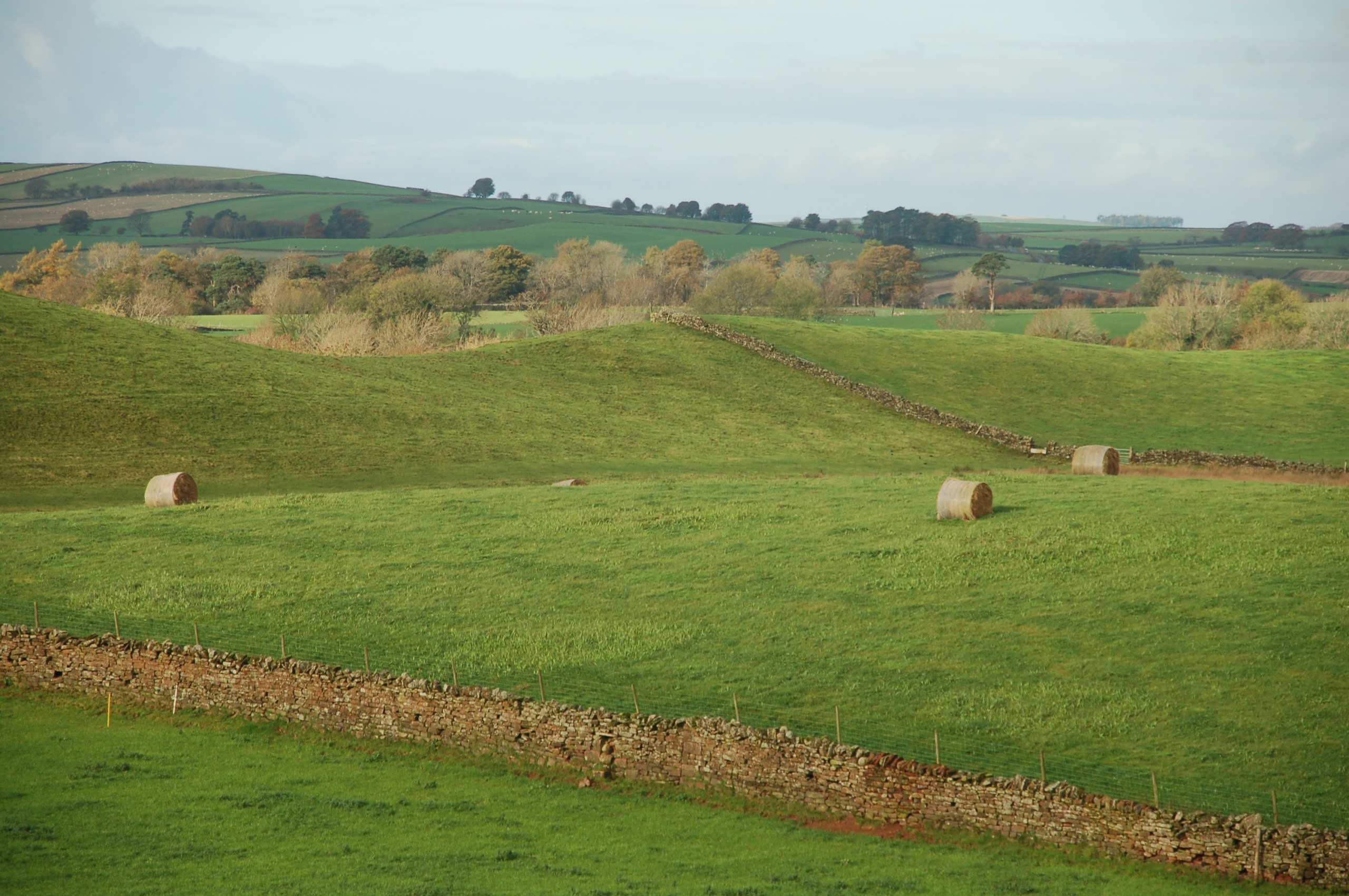 Hay bales are grazed in pods to supplement grazing of pasture