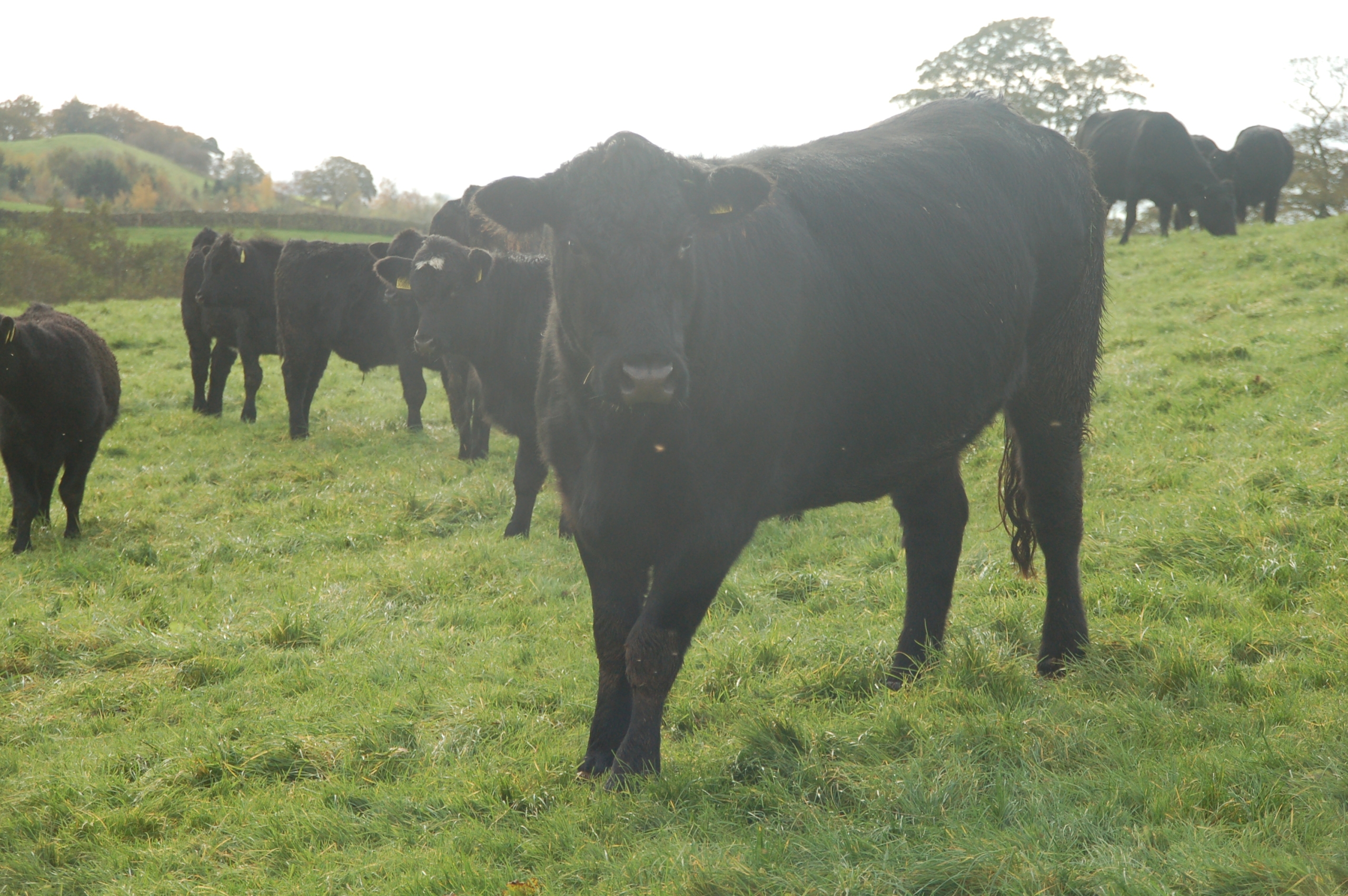 Aberdeen Angus on some of the lush pasture