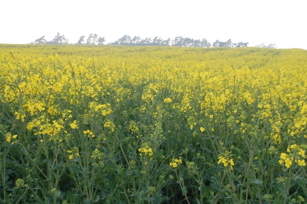 Oil Seed rape in flower