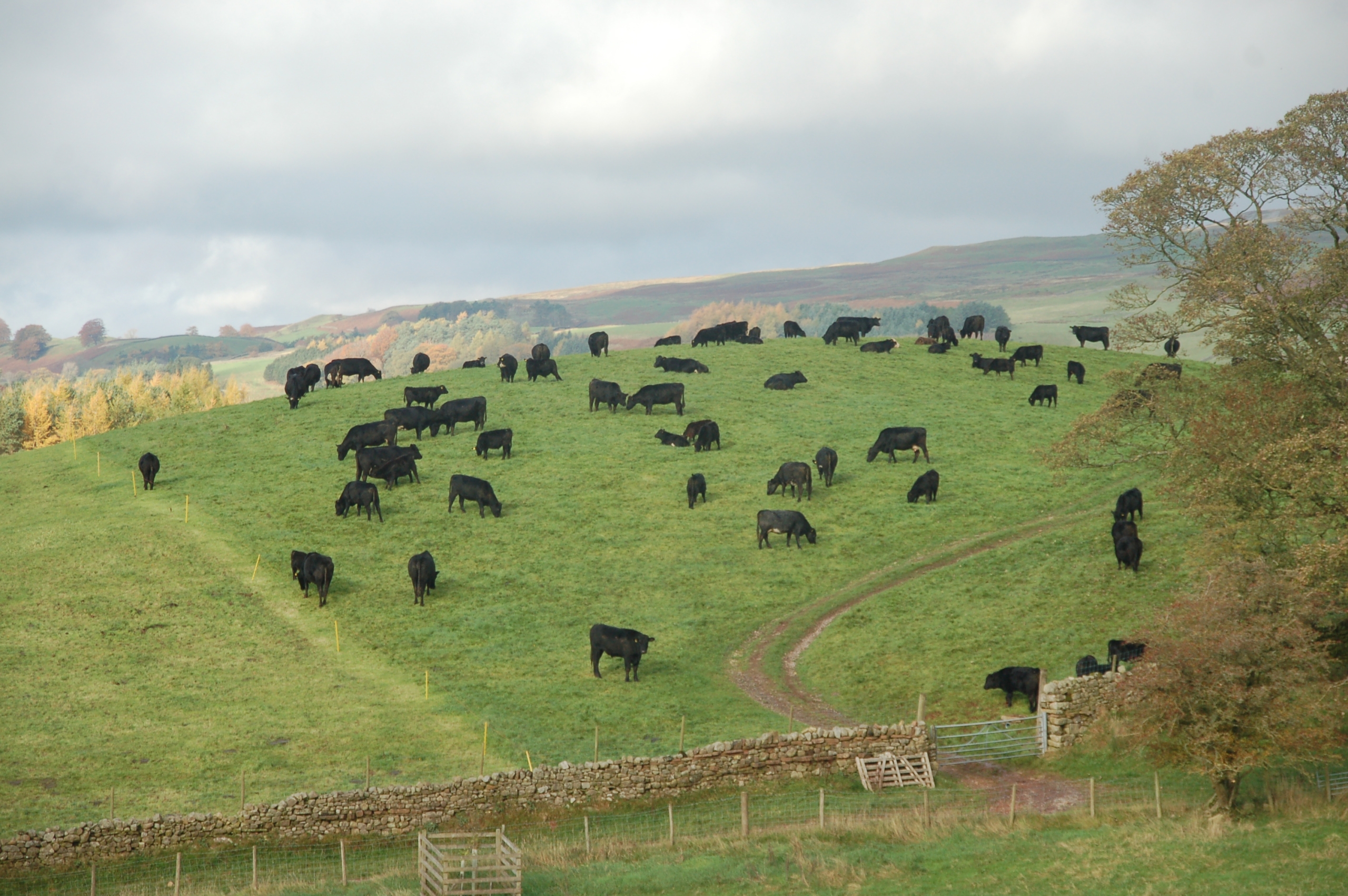 Cows are rotated on a daily basis