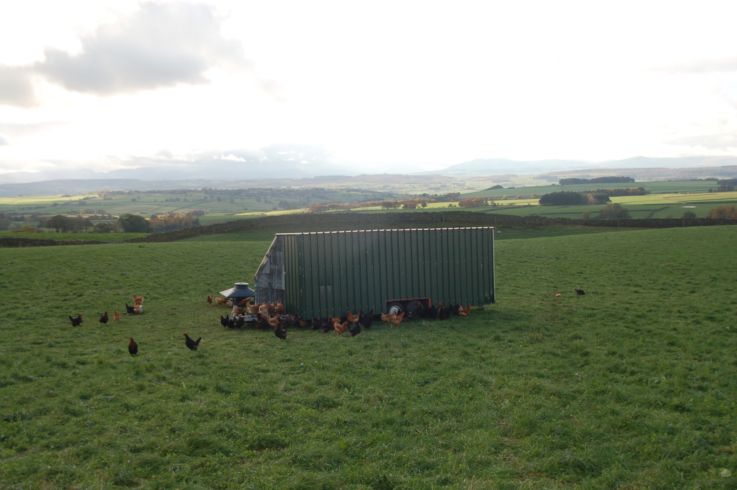Our laying hens roam free amongst long grass around a mobile laying unit