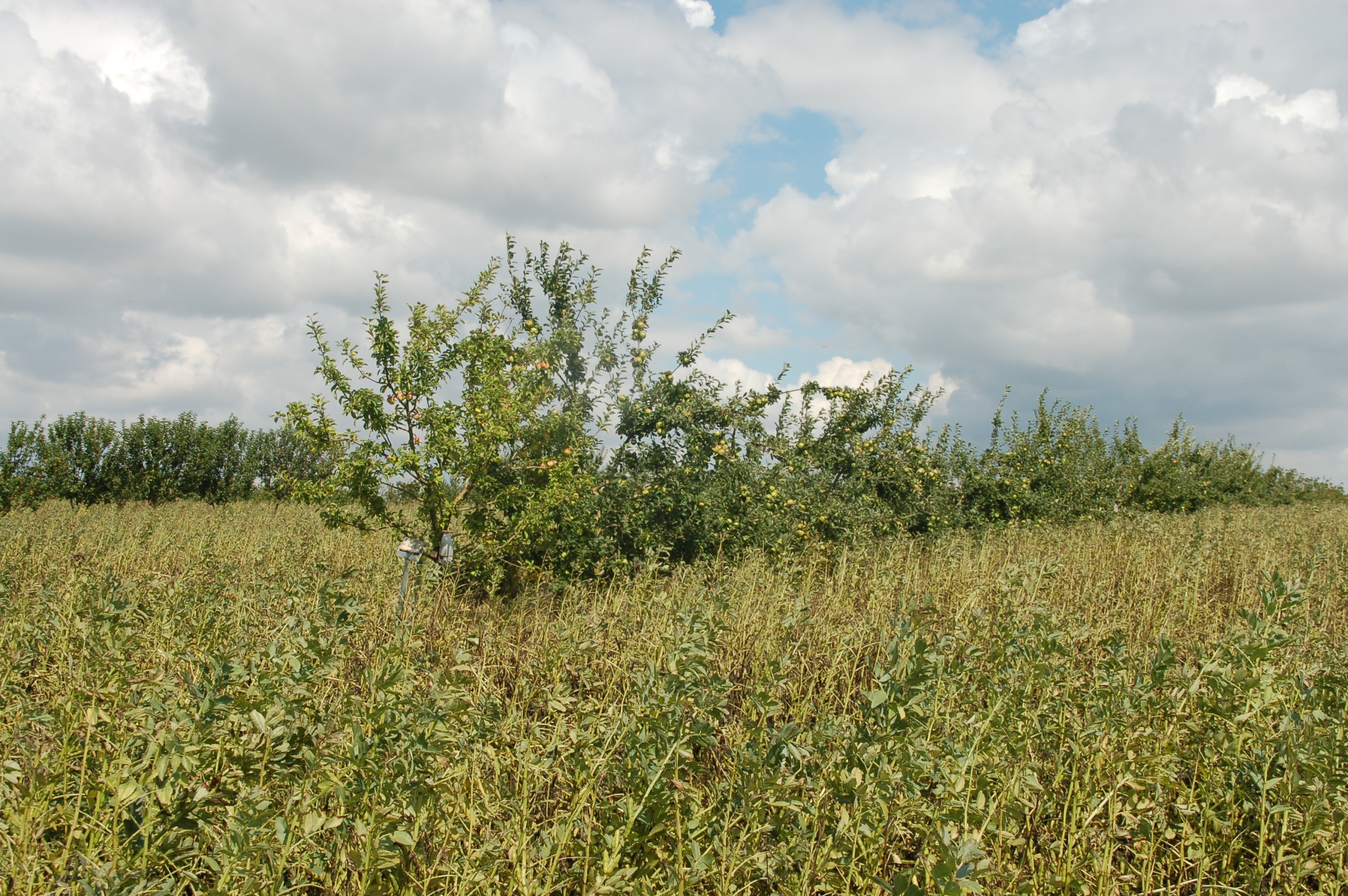 Apple trees and beans