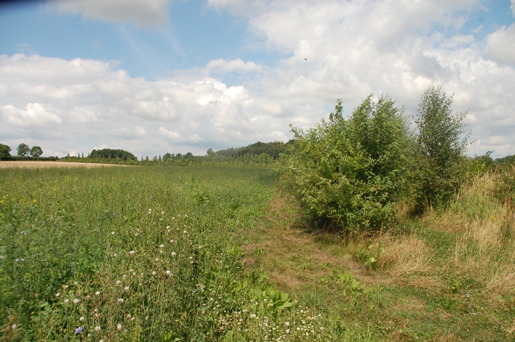Corner of field with woodland corridoor and wildbird cover