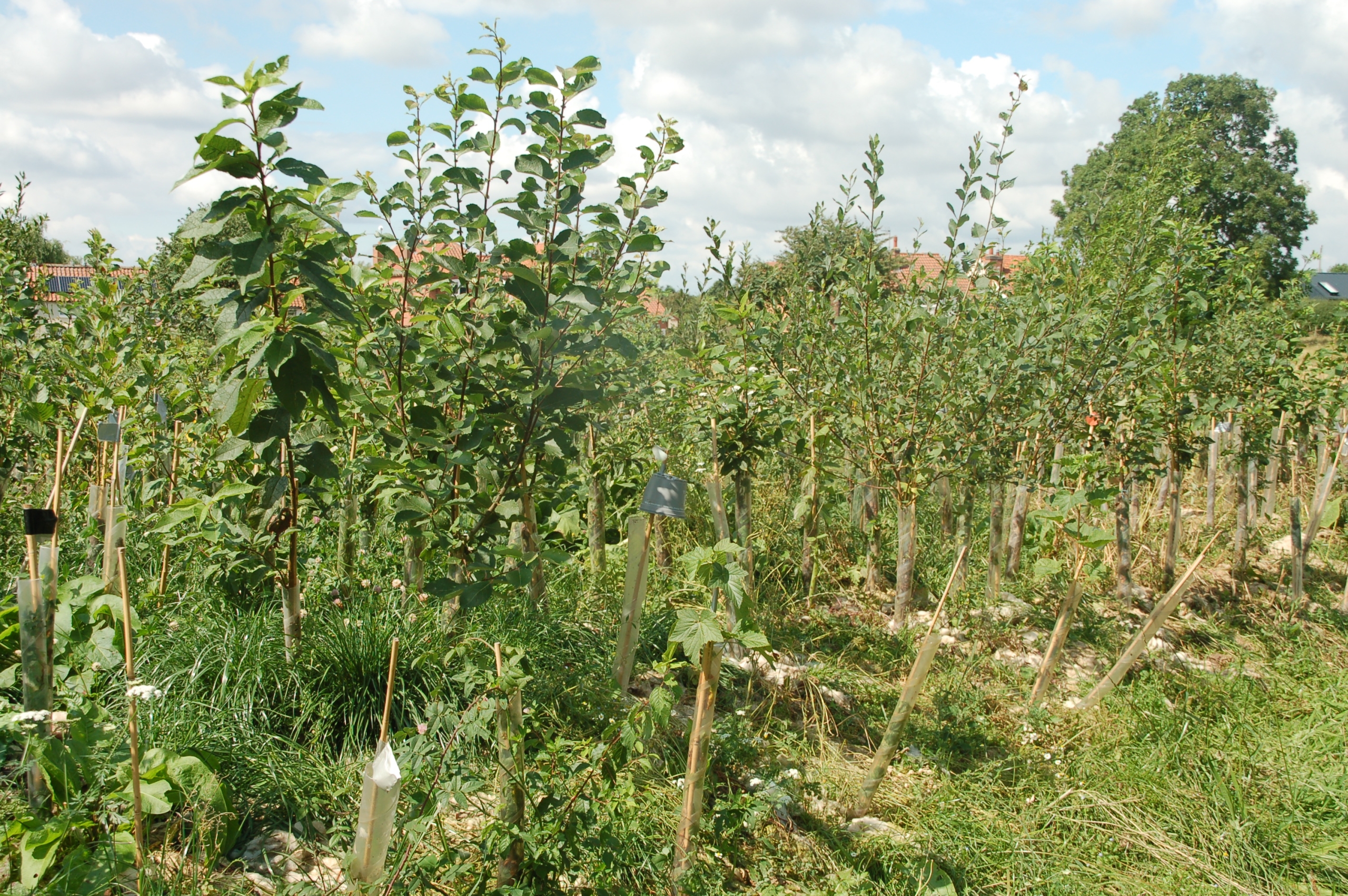 'Tiny Forest' at Home Farm