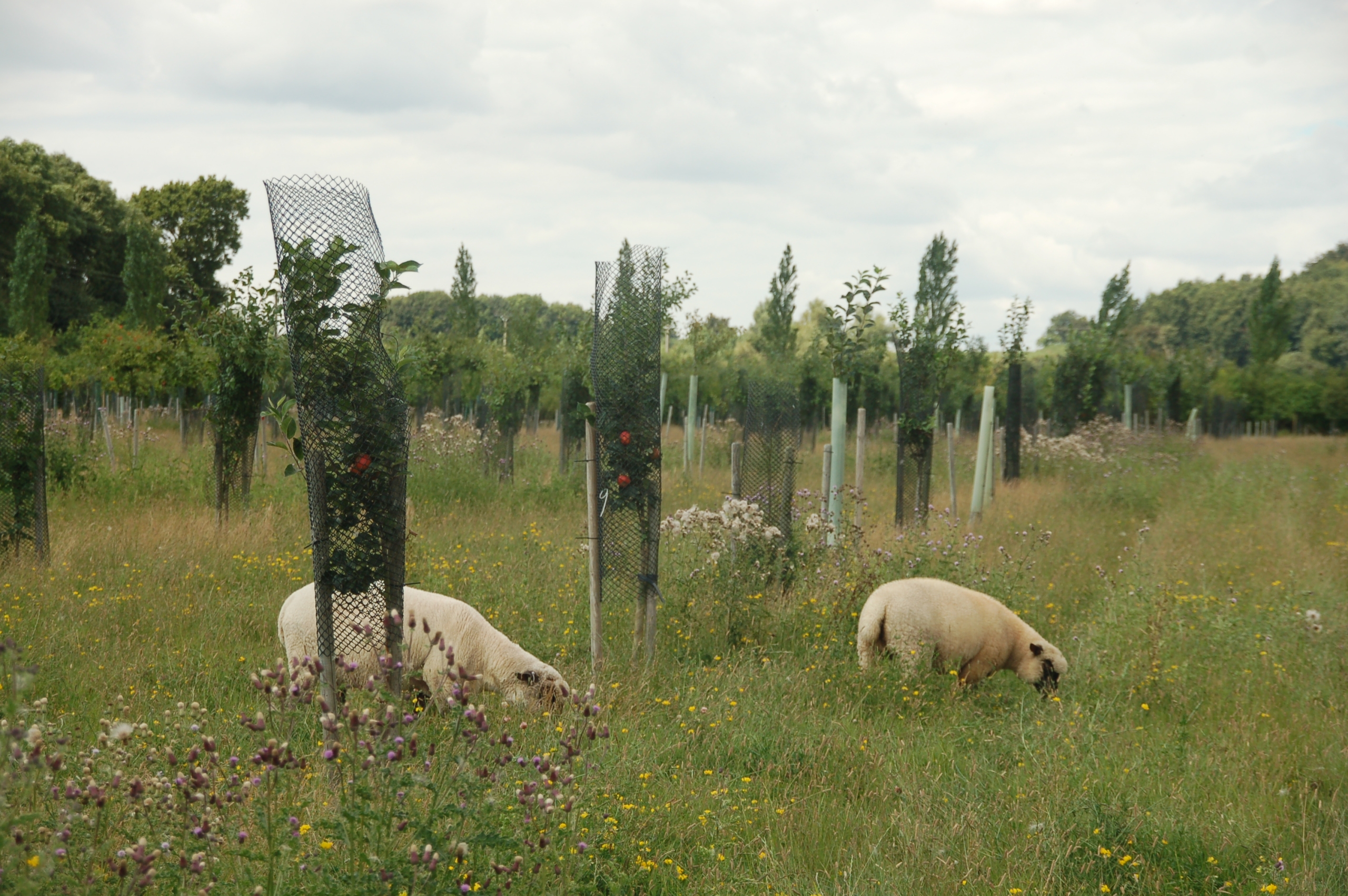 Pedigree Shropshire sheep grazing amongst trees