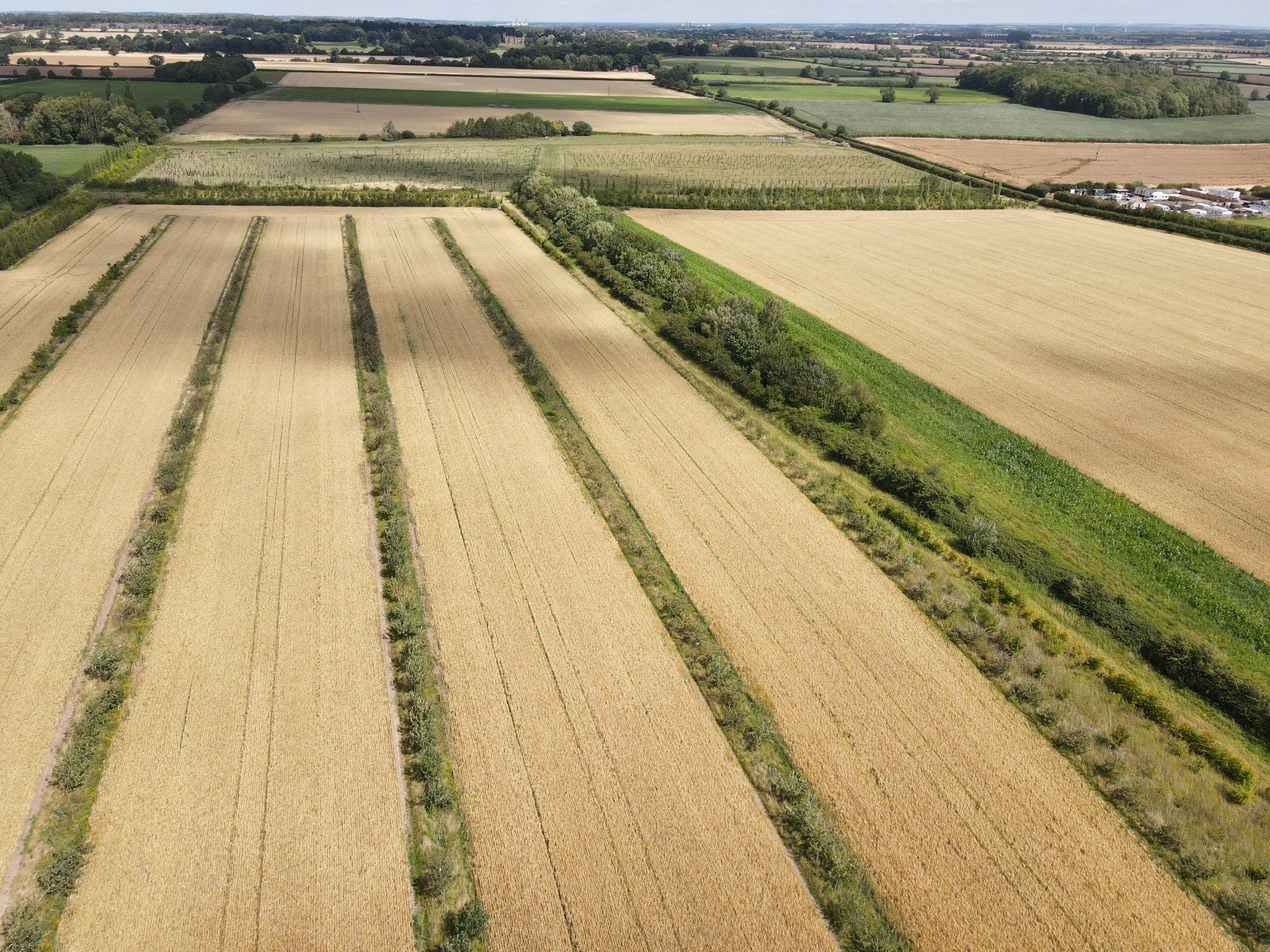 SIlvoarable with silvopastoral (edible woodland) in the background