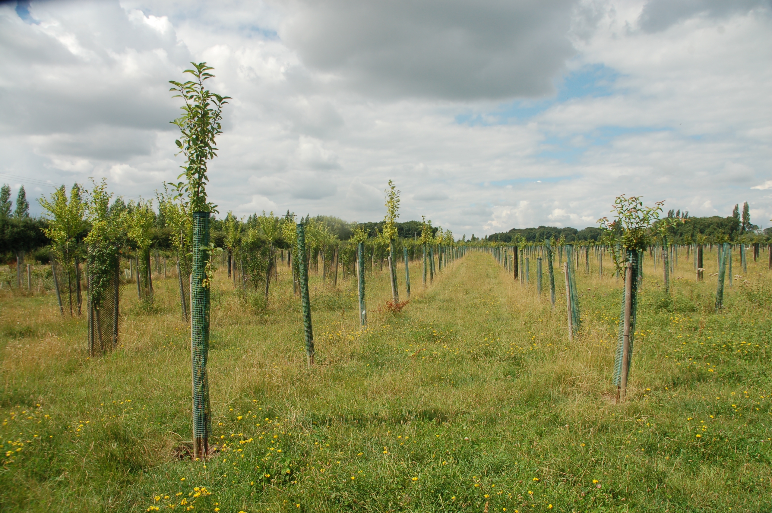 Silvopastoral (edible woodland) area