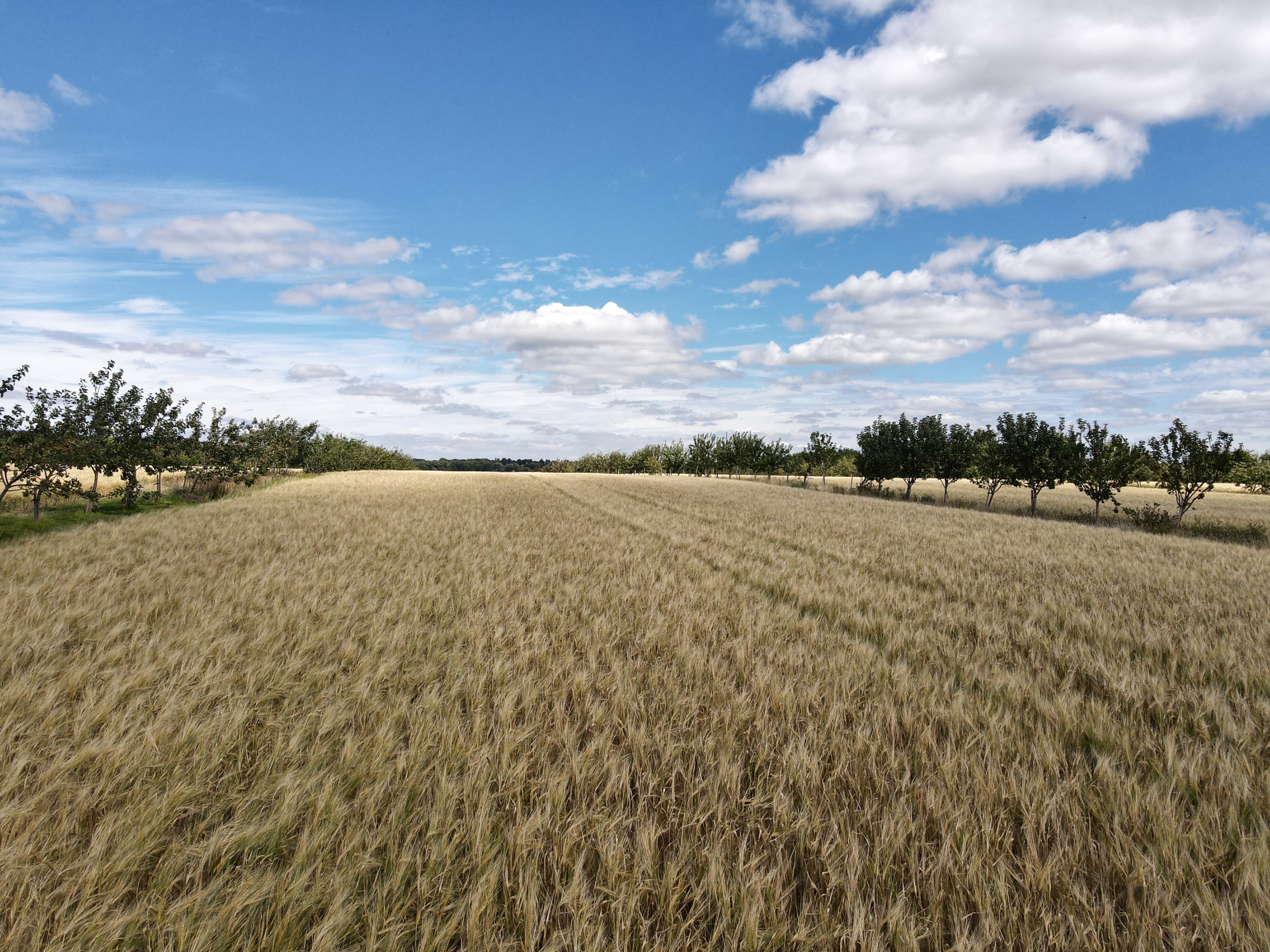 Wheat and trees