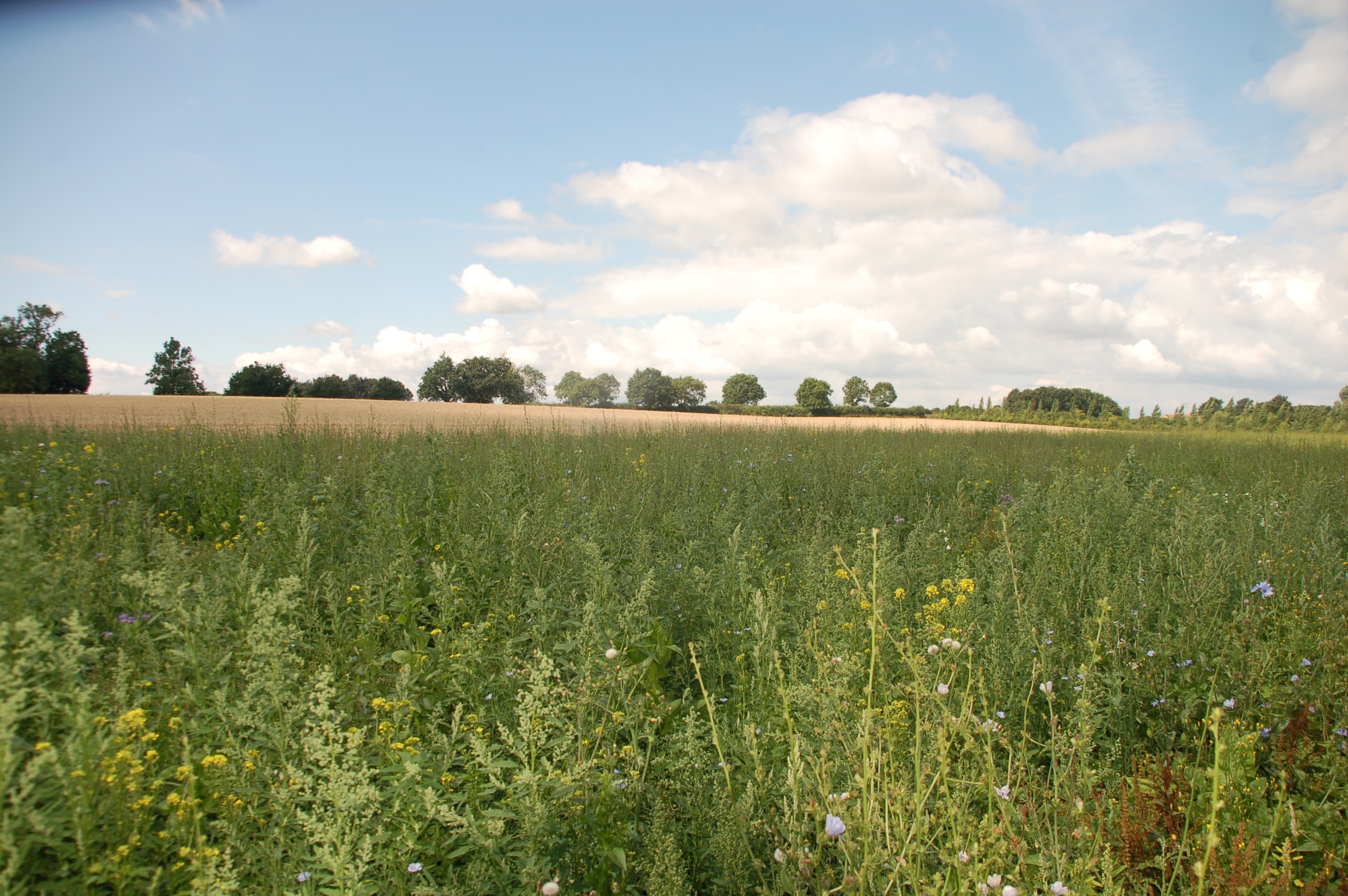 Wild bird cover with old established trees in the background