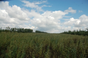 24m of arable crops inbetween tree rows