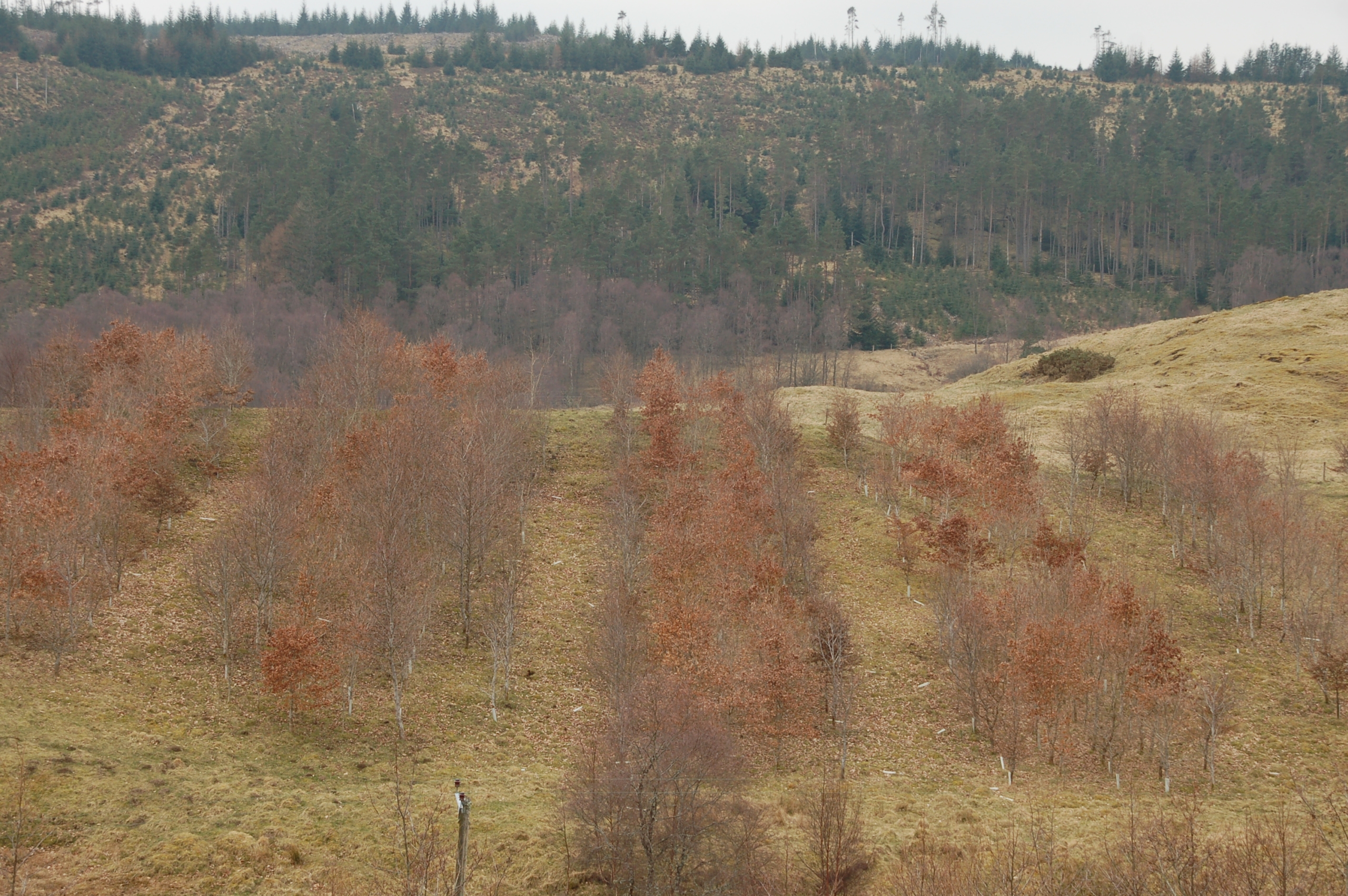 Alley cropping with trees planted at equivalent of 3000 stems a ha to promote timber growth and 6m wide alleys inbetween