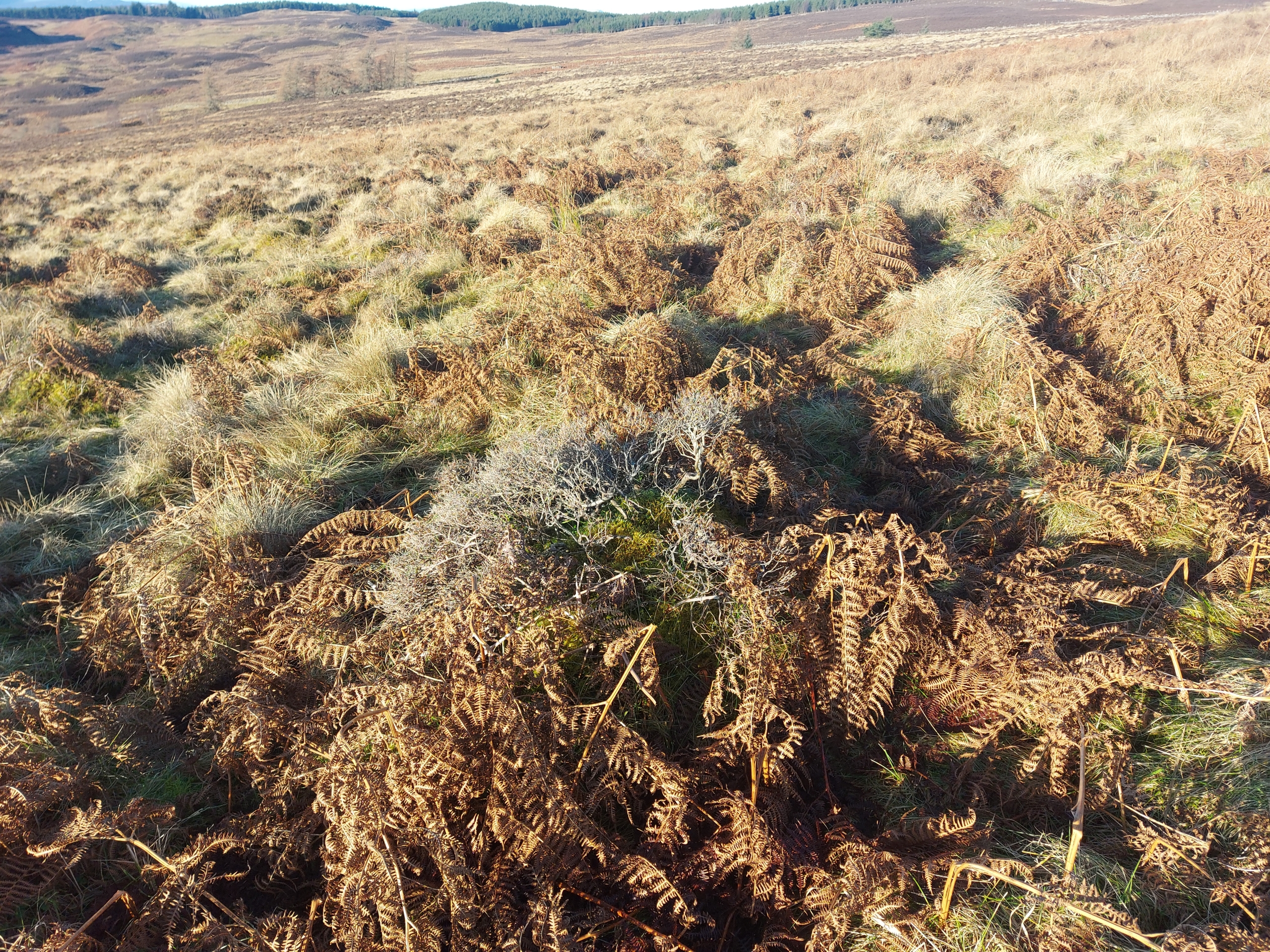 Borenich hill (note the bracken and gorse). Courtesy of Andrew Barbour