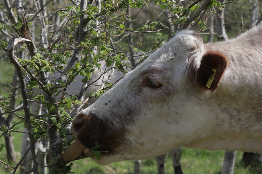 Cattle love browsing leaves in the spring. Courtesy of Patrick Barbour