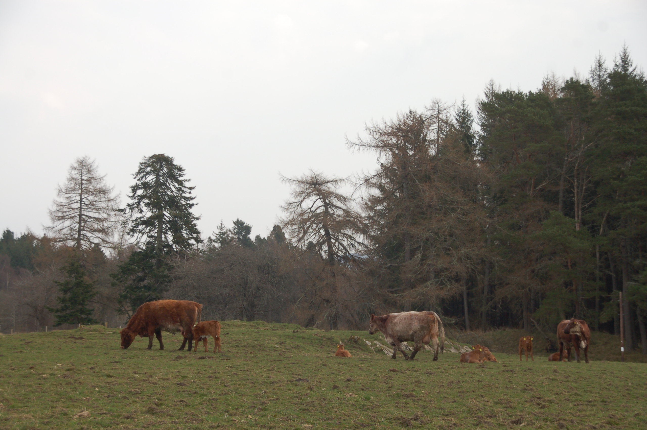 Cows and calves