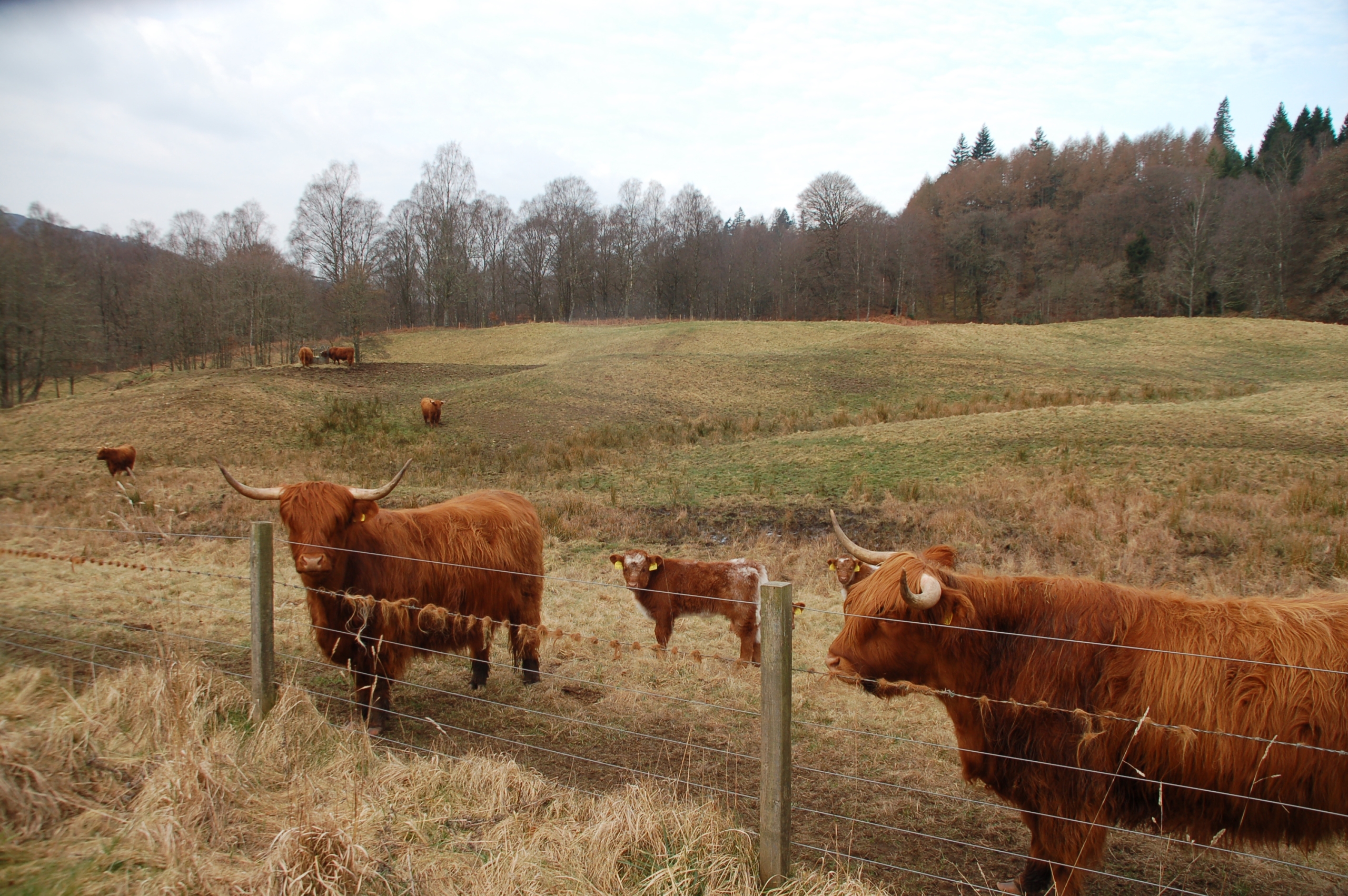 Highland cattle at Bonskeid