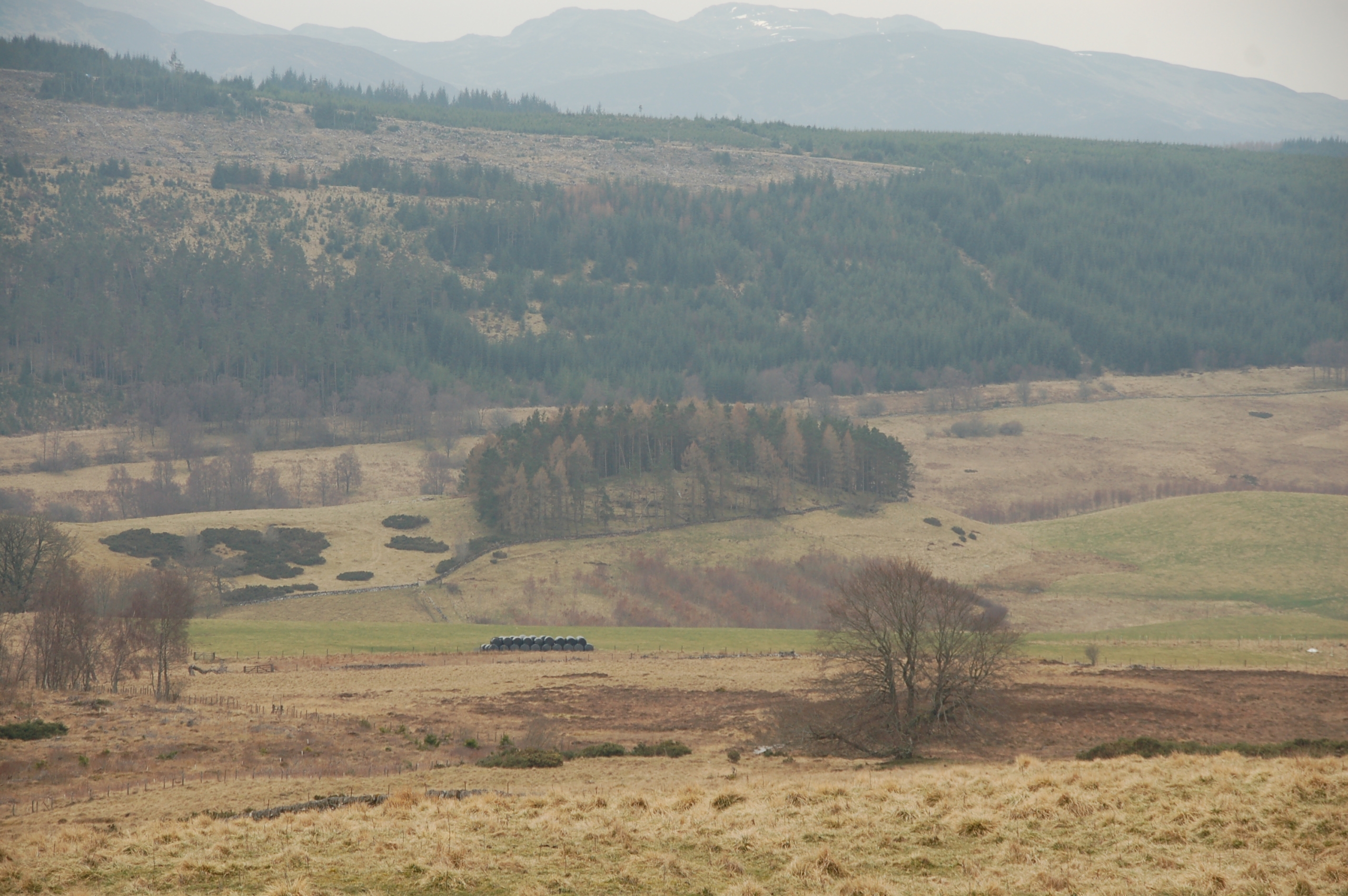 Showing 4 ha block of trees with alley cropping below