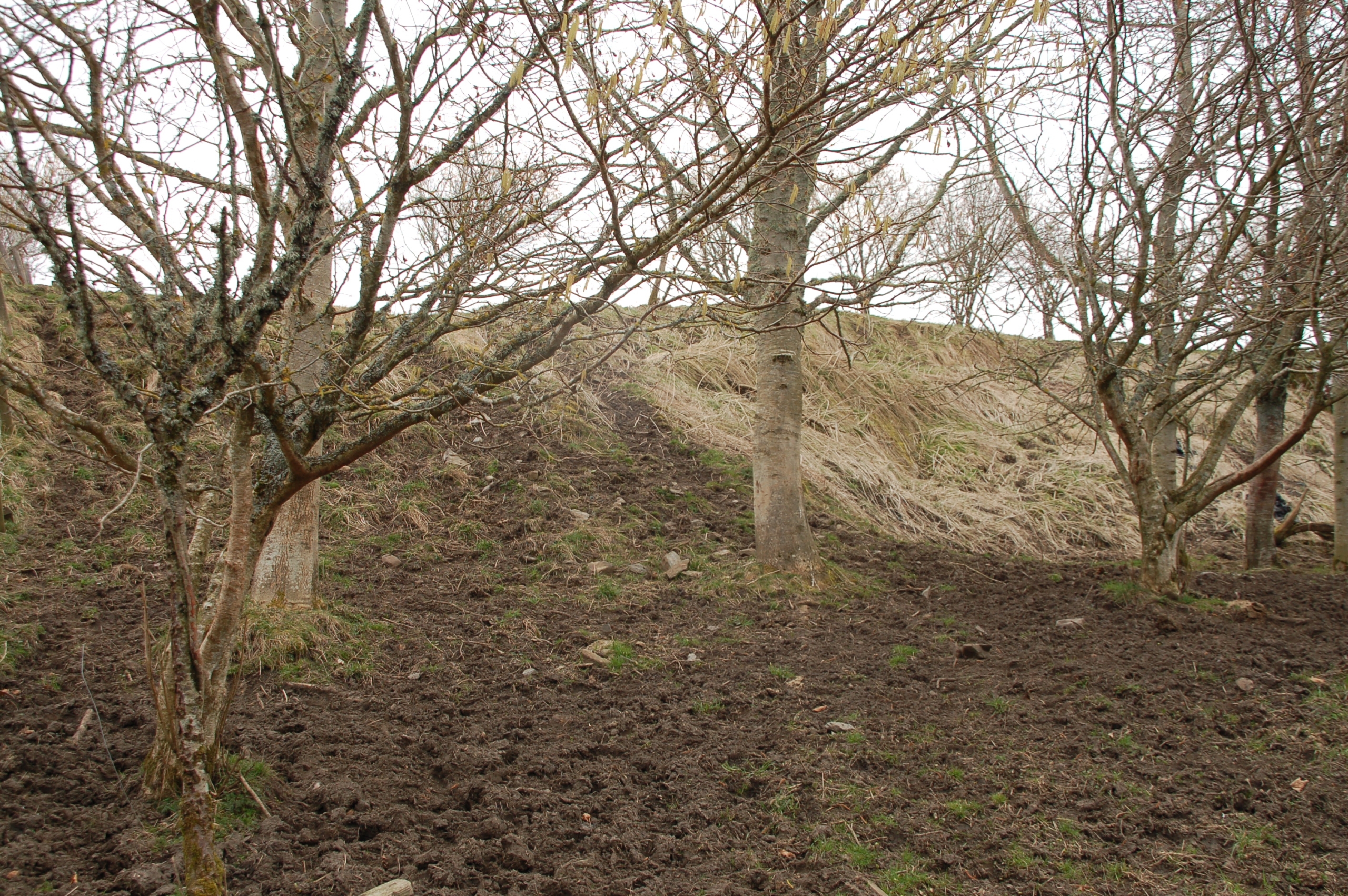 Scrap of woodland in a field used by cattle for calving