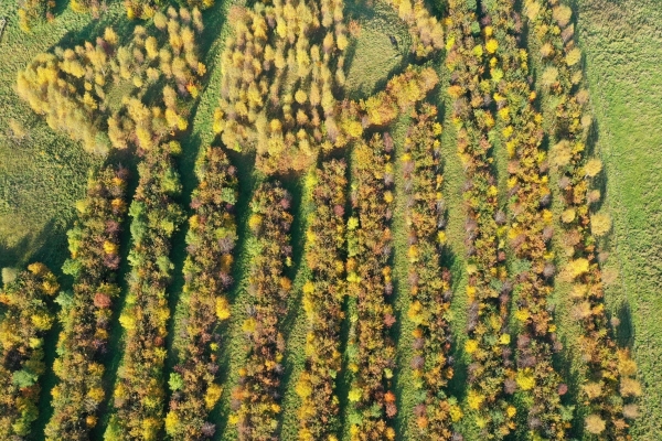 Deliberately designed wood pasture incorporating an alley system (photo taken by Patrick Barbour and as featured in the Barbour family profile)