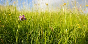 Do we need pesticides to grow food Do we need pesticides to grow food