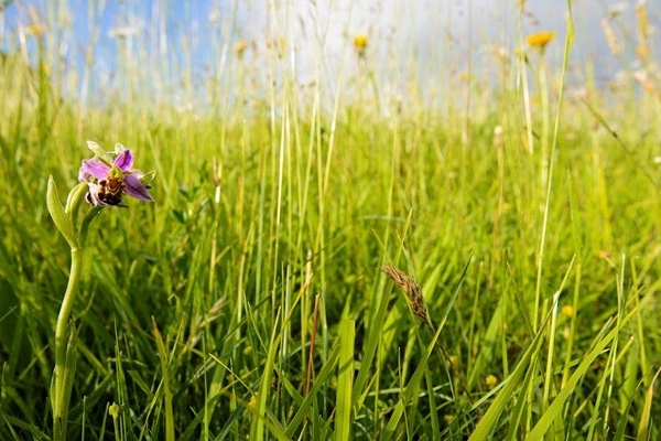 Do we need pesticides to grow food Do we need pesticides to grow food