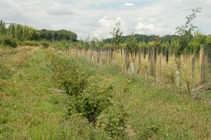 Edible woodland with fruit bushes growing on the left