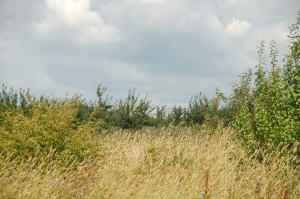 Grasses and trees in the silvoarable areas