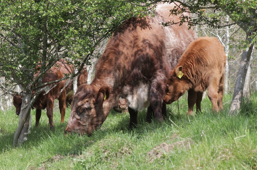 Grazing cows amongst trees. Courtesy of Patrick Barbour