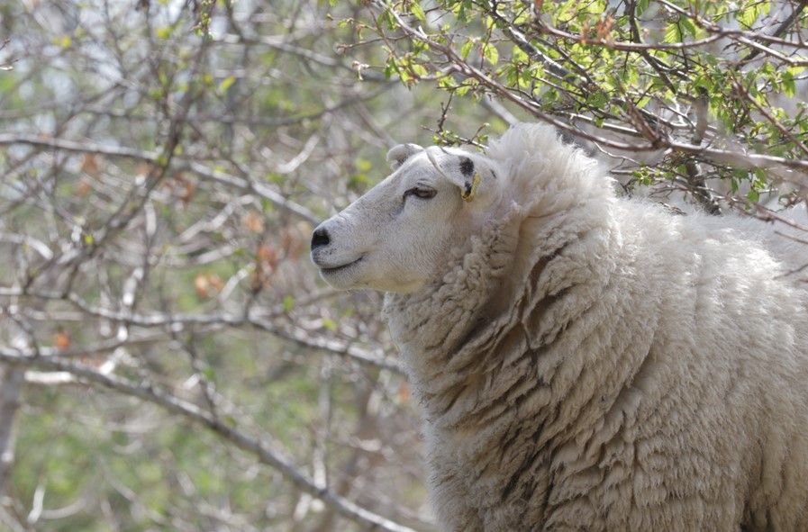 Happy sheep. Courtesy of Patrick Barbour