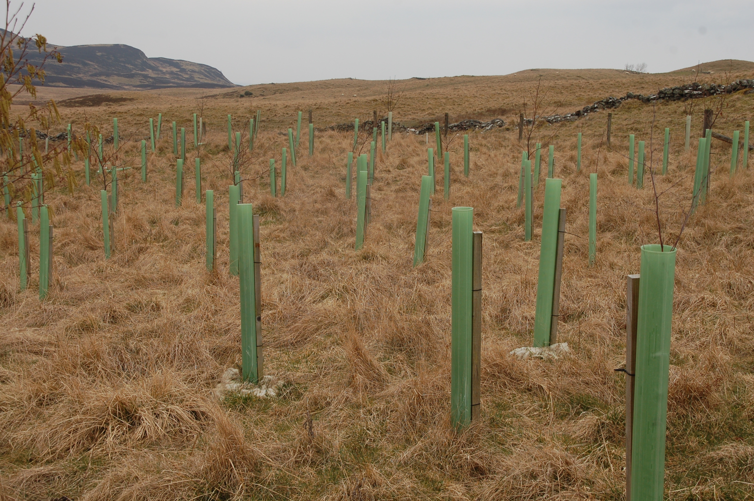 Recently planted rows of 3 to allow for quad bike and cows to go inbetween. Main aim is to provide shelter from sun and rain