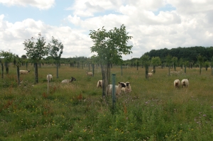 Sheep amongst the edible woodland