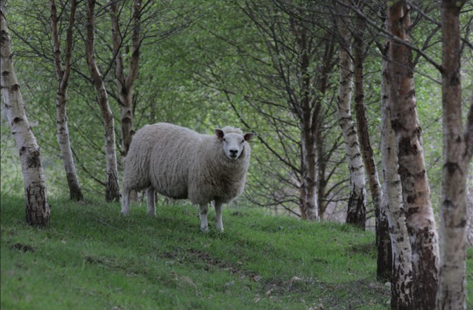 Sheep in trees. Courtesy of Patrick Barbour