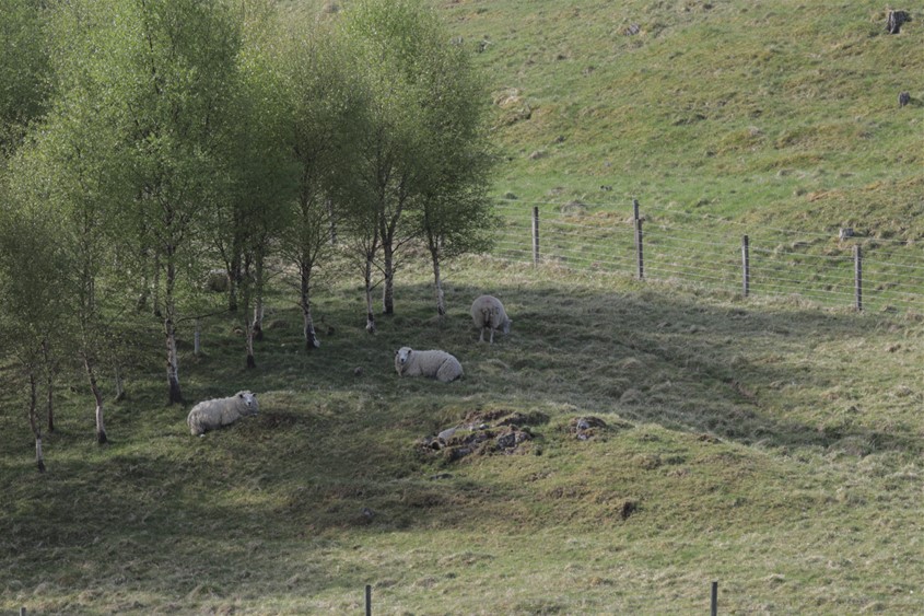 Sheep taking shelter. Courtesy of Patrick Barbour