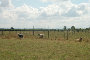 Some of the different breeds of sheep on the farm