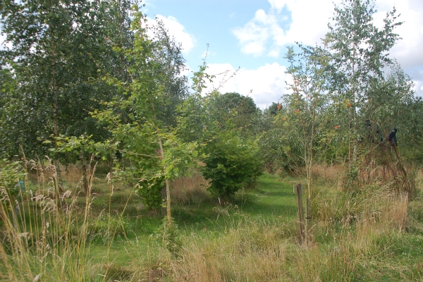 Some of the more recently planted trees on the farm