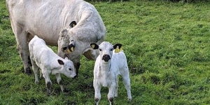 Swillington Organic Farm Visit Swillington Organic Farm Visit