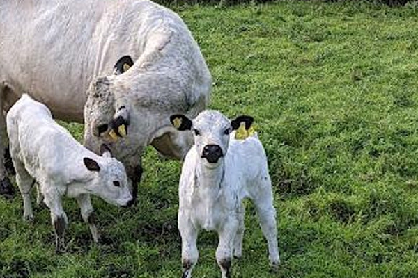 Swillington Organic Farm Visit Swillington Organic Farm Visit