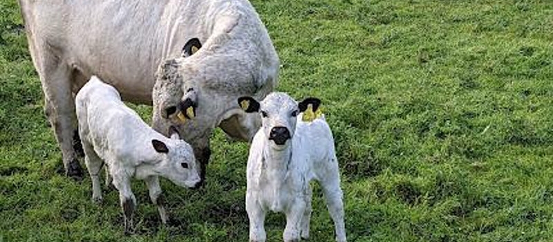 Swillington Organic Farm Visit