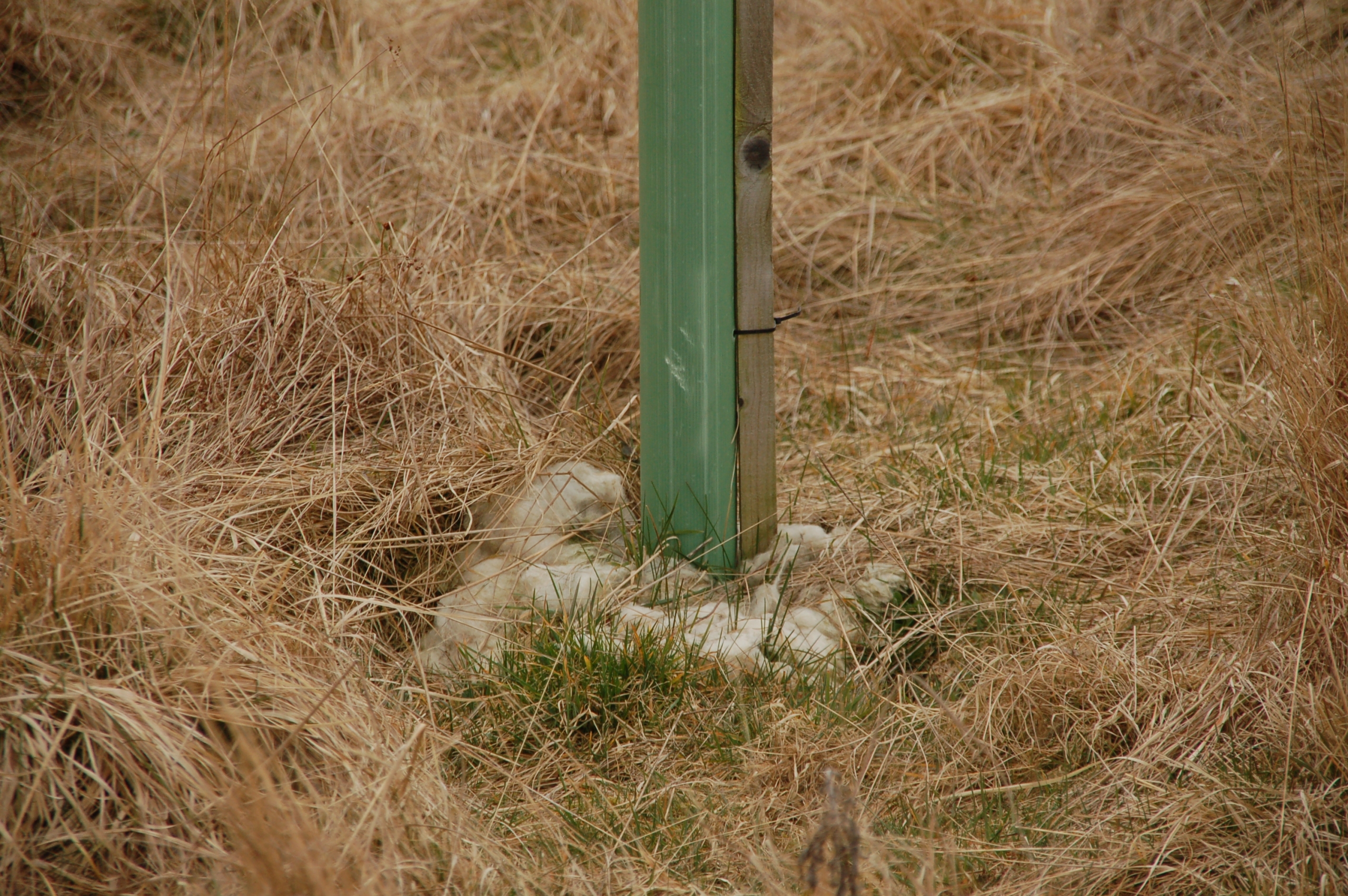 We put old wool around the bases of young trees to use as a mulch